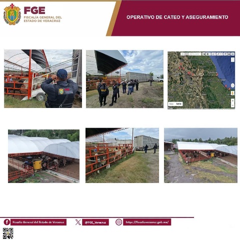 𝗘𝗻 𝗼𝗽𝗲𝗿𝗮𝘁𝗶𝘃𝗼 𝗱𝗲 𝗰𝗮𝘁𝗲𝗼 𝗰𝗼𝗼𝗿𝗱𝗶𝗻𝗮𝗱𝗼, 𝗙𝗶𝘀𝗰𝗮𝗹i𝗮 𝗱𝗲 𝗩𝗲𝗿𝗮𝗰𝗿𝘂𝘇 𝗿𝗲𝗰𝘂𝗽𝗲𝗿𝗮 𝗲𝗻 𝗲𝗹 𝗘𝘀𝘁𝗮𝗱𝗼 𝗱𝗲 𝗠𝗲𝘅𝗶𝗰𝗼 𝟯𝟱 𝗰𝗮𝗯𝗲𝘇𝗮𝘀 𝗱𝗲 𝗴𝗮𝗻𝗮𝗱𝗼 𝘀𝘂𝘀𝘁𝗿𝗮𝗶𝗱𝗮𝘀 𝗲𝗻 𝗔𝗻𝗴𝗲𝗹 𝗥. 𝗖𝗮𝗯𝗮𝗱𝗮