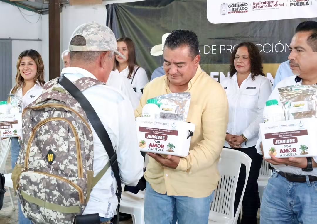 Fortalecen la producción de jengibre en Xicotepec gracias al respaldo del Gobierno de Puebla.