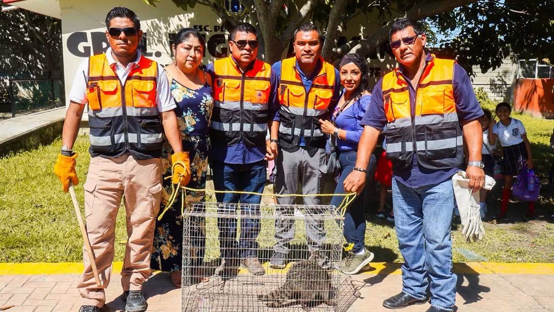 ELEMENTOS DE PC RESGUARDAN 2 EJEMPLARES DE MAPACHES LOCALIZADOS EN LA PRIMARIA MIGUEL ALEMAN